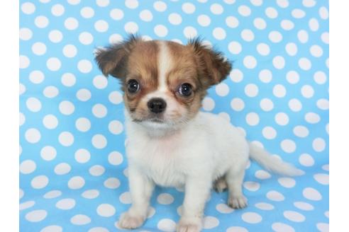 成約済の千葉県のチワワ(ロングコート)-98488の5枚目